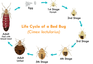 Bed Bug Exterminator La King