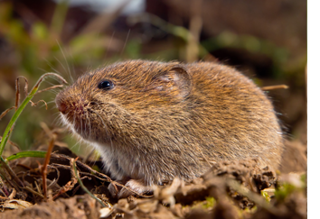 Vole Removal & Trapping
