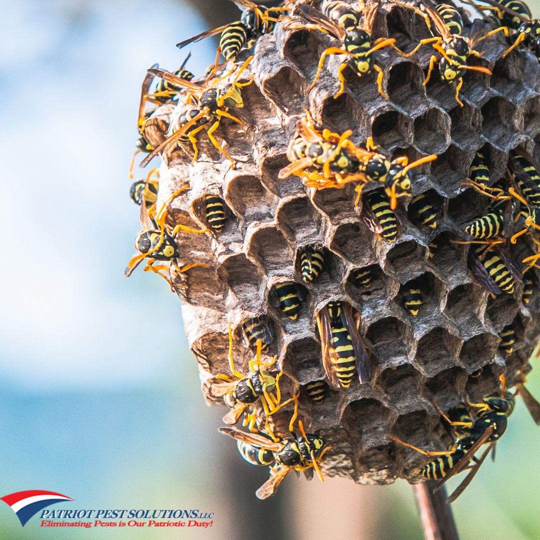 Wasp Species To Lookout For in Pennsylvania - Patriot Pest Solutions LLC.